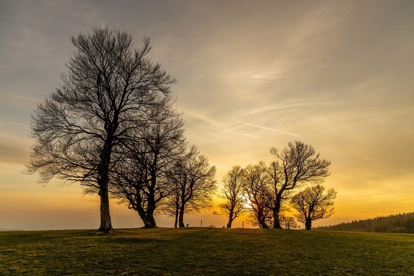 Bäume auf einer Wiese im Münstertal bei Sonnenuntergang